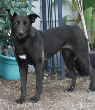 Amy March (Courtesy Post) - Foster or Adopt Me!