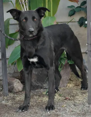 Amy March (Courtesy Post) - Foster or Adopt Me!