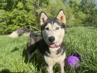Niki