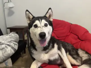 Niki