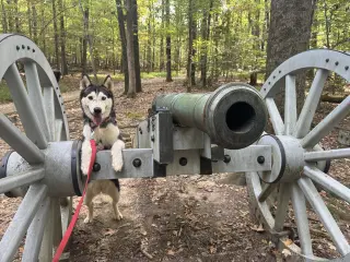 Niki