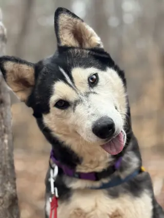 Niki