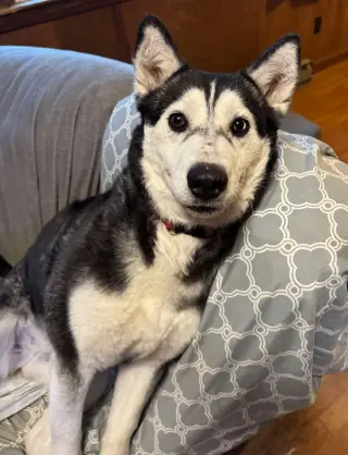 Niki