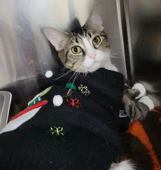 Tundra *Special needs*