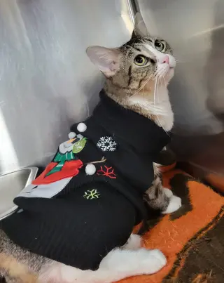 Tundra *Special needs*