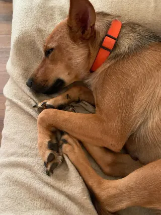 Roxy