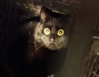 barn home cats