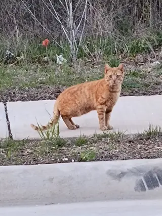 barn home cats
