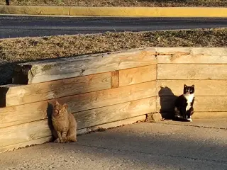 barn home cats