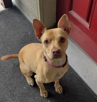 Maggie