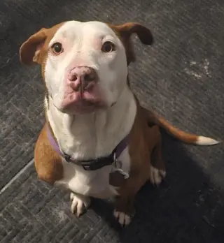 Zz Roxy - Courtesy