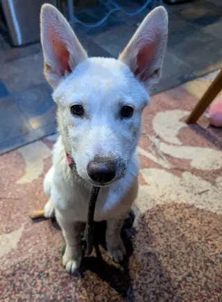 Sienna