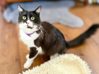 Vito