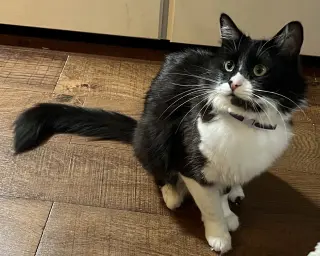 Vito
