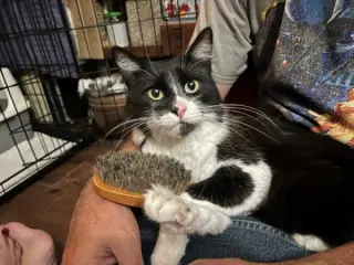 Vito