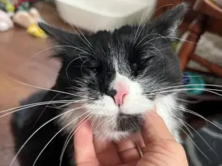 Vito