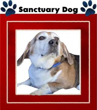 Ace The Adorable Beagle!
