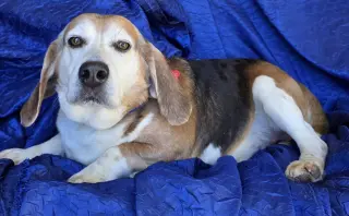 Ace The Adorable Beagle!