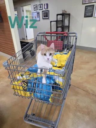 Wiz