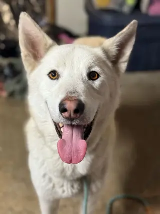 Griffin