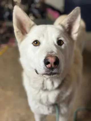 Griffin