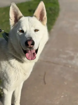 Griffin