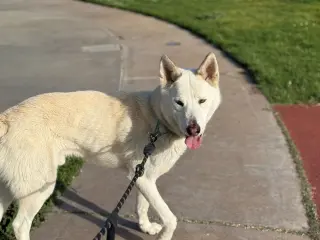 Griffin