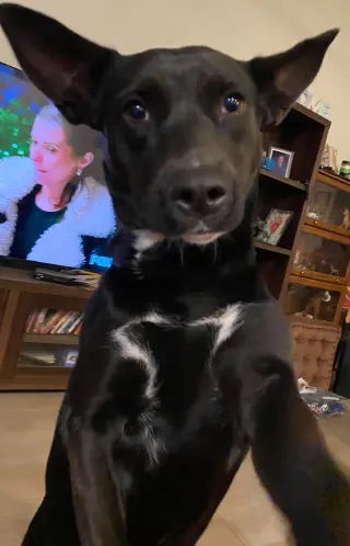 Dina