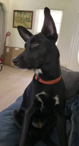 Dina