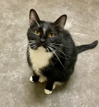 Cole (Tux 2)