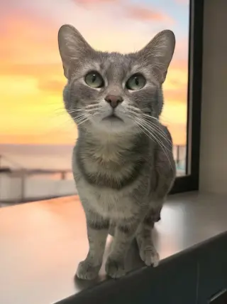 Misty