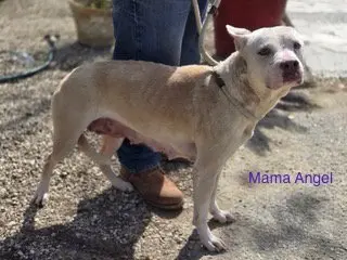 MAMA ANGEL