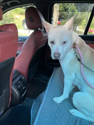 MAMA ANGEL