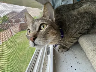 Hank