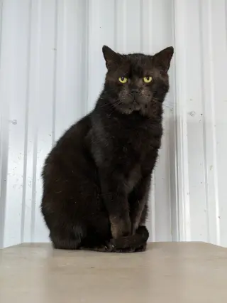 Onyx
