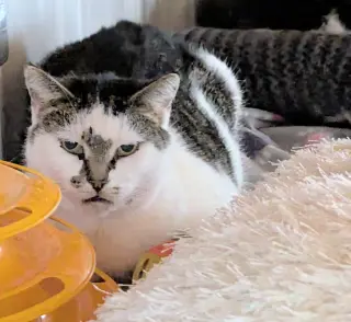 Pebbles