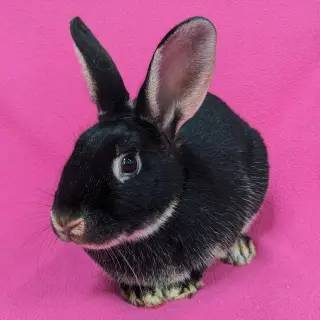 Ester