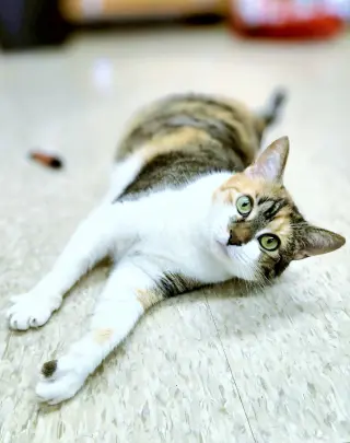 Walnut