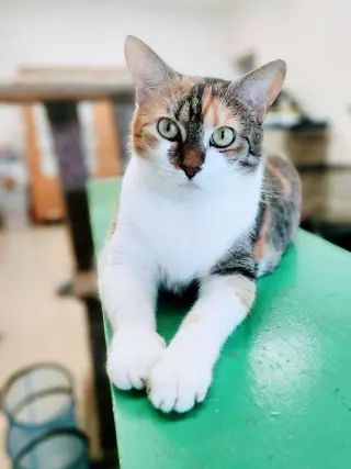 Walnut