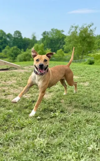 Kahlua