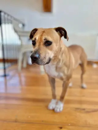 Kahlua
