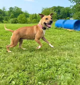 Kahlua