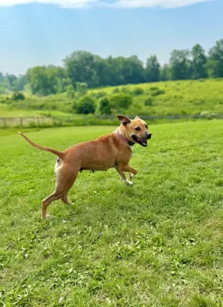 Kahlua