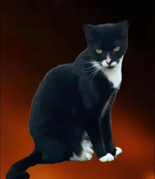 Rizzo - Petsmart Plantation Foster Home