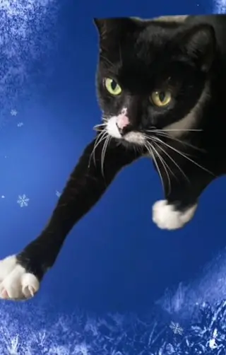 Rizzo - Petsmart Plantation Foster Home