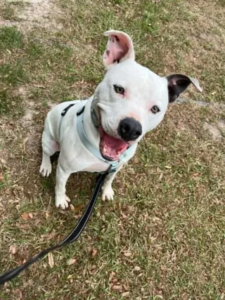 Pocco