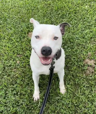 Pocco