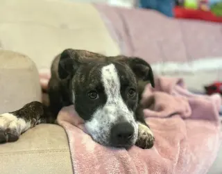 Bella