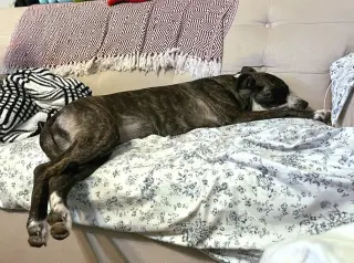 Bella