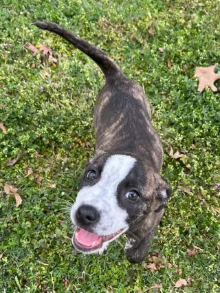Bella